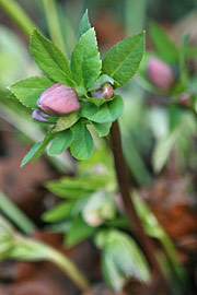 julerose