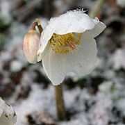 julerose