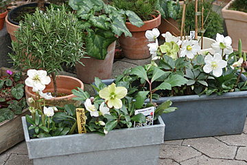 Juleroser kan købes i blomst i det tidlige forår. Her i Den lille butik i Botanisk Have