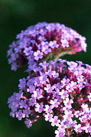 Verbena bonariensis har en 5 cm stor eller lille samling blåviolette småblomster for enden af hver s