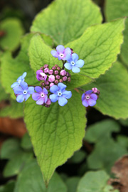 Kærmindesøster har nogle meget søde blå blomster og er meget velegnet til havens lidt skyggefulde st
