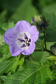 Kantbæger er en sommerblomst.