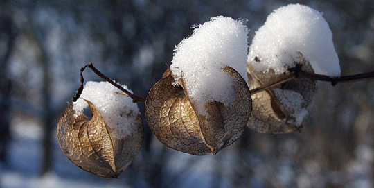 Kantb&aelig;ger med sne