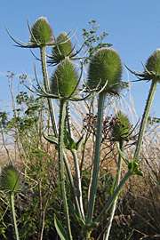 Kartebolle er en imponerende plante