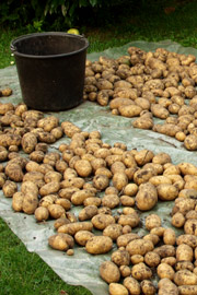 Kartofler skal tørres godt inden lagring
