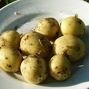 Nye kartofler