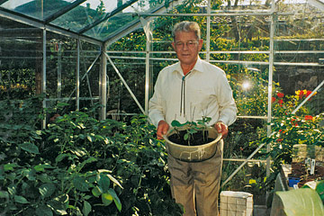 tomatplanter i drivhuset