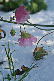 katostblomster i frostvejr
