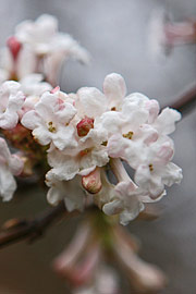 Kejserbusk blomstrer i januer og har de yndigste blegrosa bloms