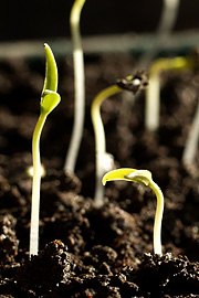 Tomatkimplanter