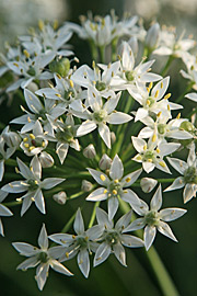 Kinesisk purløg har hvide blomster