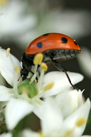 Mariehøne i purløgsblomst