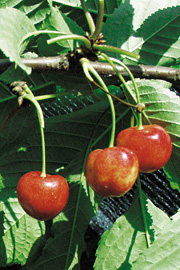 ‘Büttners Rote’ er en velsmagende spisekirsebær med