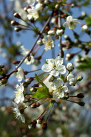 Kirsebær i blomst