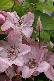 clematis