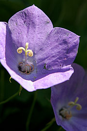 klokkeblomst