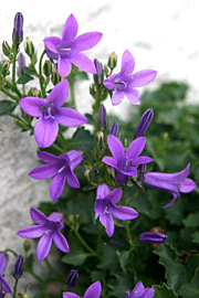 Klokkeblomster i oktober.