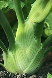 Knoldfennikel klar til høst med de typiske stribede bladskeder.
