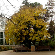 Koelreuteria paniculata