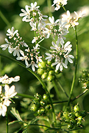 Koriander har smukke blomster og frøstande.