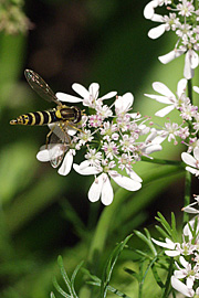 Korianderblomst