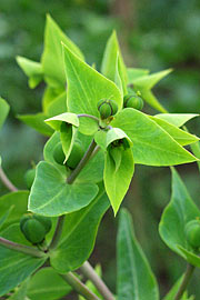 Euphorbia lathyris