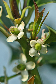 Hunblomster af kristtorn