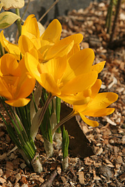 Krokus på lange tynde og stribede stængler.