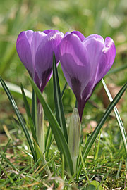 Blå krokus