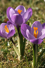 krokus