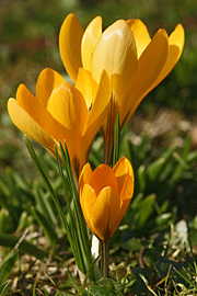På lune steder står de gule krokus i fuldt flor midt i februar.