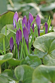 Bunddække med hasselurt med krokus som forårsbebuder.