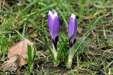 Blå krokus