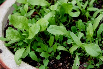 Spinatbed og vild rucola