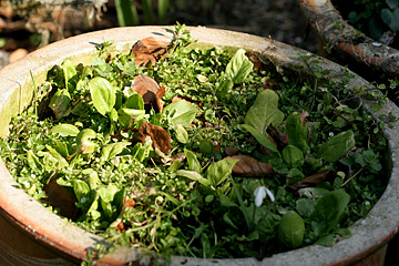 Spinatplanter