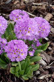 Kugleprimula