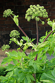 Kvan kan bruges som solitærplante.