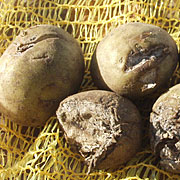 Læggekartofler