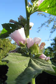 Lægestokrose er en fin plante til haven