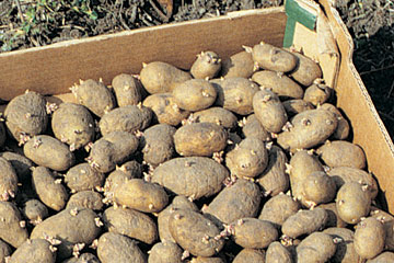Forspirede læggekartofler