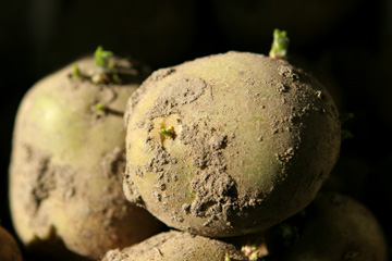 Grønne læggekartofler er mere robuste over for rådsvampe.