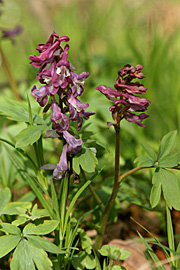 Hulrodet lærkespore, Corydalis cava