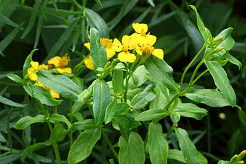 Lakridstagetes, Tagetes lucida.