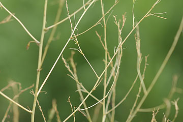 En vissen aspargesplante kan være resultatet af et larveangreb.