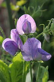 Lathyrus