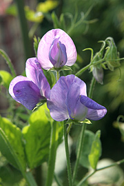 Lathyrus findes i mange smukke nuancer