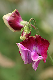 lathyrus