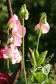 Lathyrus