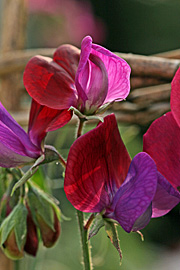 lathyrus