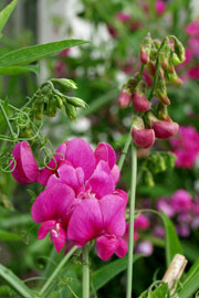 Flerårig lathyrus